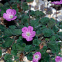 Erodium variabile 'Roseum' GM P9