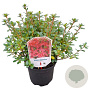 Rhododendron 'Vera Maja' 20-25 cm 2,0L