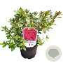 Rhododendron (AJ) 'Vuyk's Scarlet' 20-25 cm 2,0L