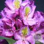Rhododendron 'Windsor Lad' 50-60 cm 20L