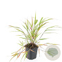 Hakonechloa macra GM P9