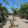 Amelanchier lamarckii 150-175 cm container meerstammig