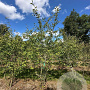 Amelanchier lamarckii 300-350 cm draadkluit meerstammig