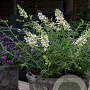 Buddleja Flutterby Pet. Snow White 30-40 cm container C2,5
