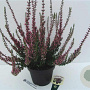Calluna v. 'Agnes' GM P10,5