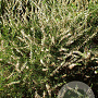 Calluna v. 'Alba Plena' GM P9.5