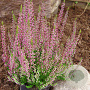 Calluna v. 'Amethyst' GM P10,5