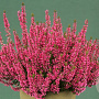 Calluna v. 'Aphrodite' GM P10,5