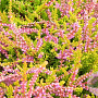Calluna v. 'Boskoop' GM 1.5