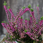 Calluna v. 'Eckart Miessner' GM P9.5