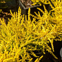 Calluna v. 'Gold Haze' GM 1.5