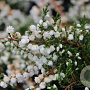 Calluna v. 'Kinlochruel' GM 1.5