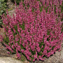 Calluna v. 'Liliane' GM P10,5