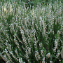 Calluna v. 'Long White' GM P10,5
