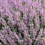 Calluna v. 'Pink Angie' GM P10,5