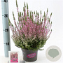 Calluna v. 'Pink Bettina' GM P10,5