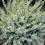 Calluna v. 'Sandy' GM 1.5