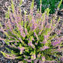 Calluna v. 'Sir John Charrington' GM P10,5
