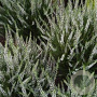 Calluna v. 'White Angie' GM 1.5