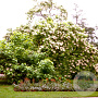 Catalpa bignonioides 8-10 HO wortelgoed