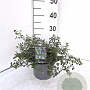 Ceanothus thyrsiflorus repens 30-40 cm 3,0L