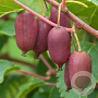 Actinidia a. 'Red Jumbo' 80-100 cm 5,0L