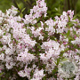 Deutzia purp. 'Kalmiiflora' 30-40 cm container C2,5