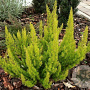 Erica arborea 'Estrella Gold' GM P9.5