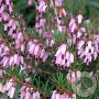 Erica carn. 'Loughrigg' GM P9.5 2 jaar