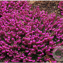 Erica carn. 'Myretoun Ruby' GM P9.5