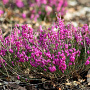 Erica c. 'Rubens' Palette' GM P9.5 2 jaar