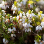 Erica carn. 'Snow Prince' GM P9.5