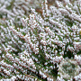 Erica carn. 'Springwood White' GM P10,5