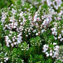 Erica vagans 'Lyonesse' GM P9.5
