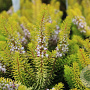 Erica vagans 'Yellow John' GM P9.5