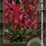 Leucothoe 'Little Flames' 25-30 cm 2,0L