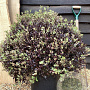 Pittosporum ten. 'Tom Thumb' 15-25 cm P9.5