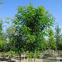 Robinia pseudoacacia 80-100 cm wortelgoed