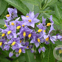 Solanum crispum 'Glasnevin' 70-80 cm C1.5