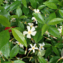 Trachelospermum asiaticum 25-30 cm P9,5