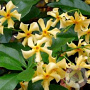Trachelospermum j. Star of Toscane 25-30 cm P9,5