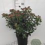 Viburnum tinus 40-50 cm 7,5L