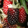 Rubus 'Boysen' 60-70 cm 2,0L