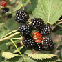 Rubus frut. 'Himalaya' 25-30 cm 2,0L