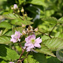 Rubus frut. 'Triple Crown' 25-30 cm 2,0L