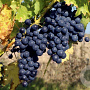 Vitis 'Romeo' 25-30 cm 2,0L