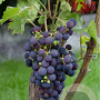 Vitis 'Vanessa' 25-30 cm 2,0L