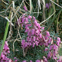 Erica carnaea 'Herbacea' GM P9.5