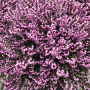 Erica carnea 'Ruby Glow' GM P9.5