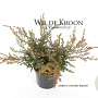 Juniperus comm. 'Repanda' 20-25 cm 2,0L